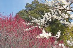 三岳梅林公園写真