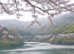 昭和池公園写真