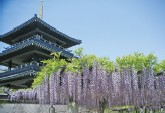 吉祥寺の藤写真