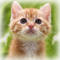 子猫写真