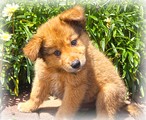 子犬写真