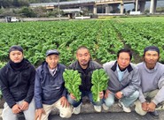 カツオ菜出荷組合の皆さん写真