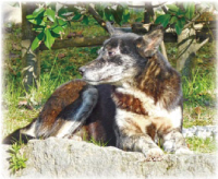 犬イラスト
