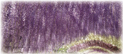 河内藤園イラスト