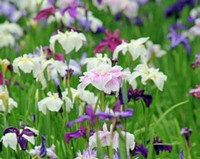 菖蒲写真