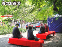 春のお茶会写真