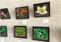 野草写真展写真