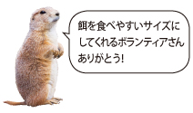 プレーリードッグ写真