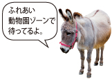 ロバ写真
