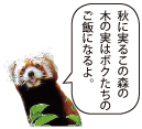 レッサーパンダ写真