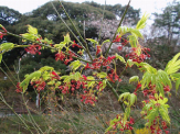 春に花を咲かせ、秋に紅葉するイロハモミジ写真