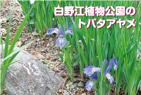 白野江植物公園のトバタアヤメ写真