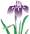 花菖蒲イラスト