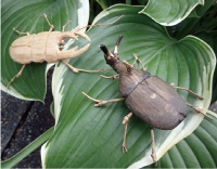 竹でつくるカブトムシ写真