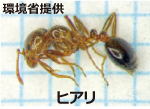 ヒアリ写真