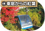 （D）車窓からの紅葉写真
