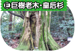 （E）巨樹老木・皇后杉写真