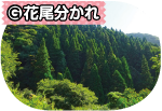 （G）花尾分かれ写真