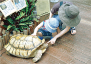 ケヅメリクガメとふれあっている写真