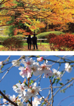 紅葉まつり写真（上）とスタッフガイド初冬の公園さんぽ「冬咲きサクラ」写真（下）