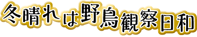 冬晴れは野鳥観察日和