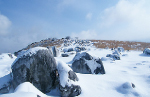 【冬の平尾台】羊群原も雪景色に様変わりします。写真