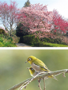 スタッフガイド公園さんぽ写真（上）早春の野鳥観察会写真（下）