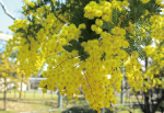 春の花ミモザの写真