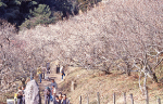 【三岳梅林公園】約350本の紅梅白梅が咲く名所です。写真