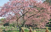 白野江植物公園のカワヅザクラ写真
