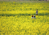 リフレッシュパーク豊浦「春の花まつり」写真