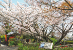 白野江植物公園のサクラ写真