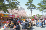 小倉城桜まつり写真