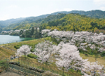 【昭和池公園】周囲に咲く桜は圧巻です。写真