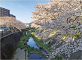 志井川の桜並木写真