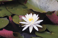 白野江植物公園の開花情報スイレンの写真