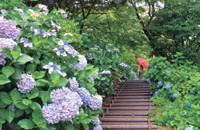白野江植物公園の開花情報アジサイの写真