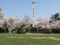 戸畑区花ごよみNo.1夜宮公園の桜の写真01