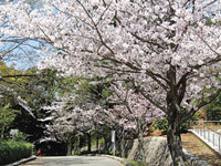 戸畑区花ごよみNo.1夜宮公園の桜の写真02