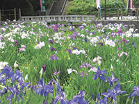 夜宮公園の花菖蒲の写真01