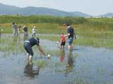 池に入ってわくわく生き物探し写真