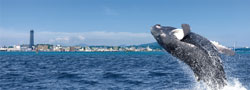 関門連携コーナー＿クジラフォーラム写真