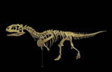 マジュンガサウルス全身骨格レプリカ写真