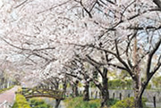 天籟寺川と桜並木写真