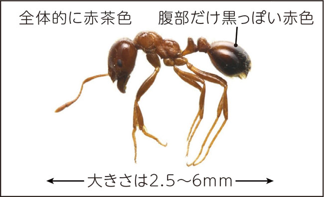 全体的に赤茶色　腹部だけ黒っぽい赤色　大きさは2.5〜6mm