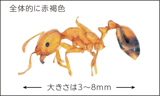 全体的に赤褐色　大きさは3〜8mm