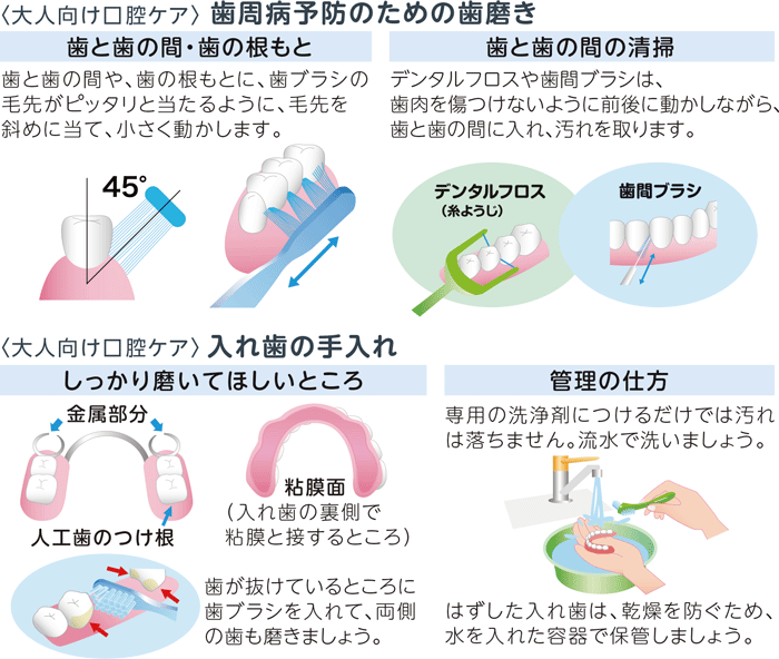 〈大人向け口腔ケア〉歯周病予防のための歯磨き
歯と歯の間・歯の根もと
歯と歯の間や、歯の根もとに、歯ブラシの毛先がピッタリと当たるように、毛先を斜め(45°)に当て、小さく動かします。
歯と歯の間の清掃
デンタルフロスや歯間ブラシは、歯肉を傷つけないように前後に動かしながら、歯と歯の間に入れ、汚れを取ります。

〈大人向け口腔ケア〉入れ歯の手入れ
しっかり磨いてほしいところ
金属部分
人工歯のつけ根
粘膜面(入れ歯の裏側で粘膜と接するところ)
歯が抜けているところに歯ブラシを入れて、両側の歯も磨きましょう。
管理の仕方
専用の洗浄剤につけるだけでは汚れは落ちません。流水で洗いましょう。
はずした入れ歯は、乾燥を防ぐため、水を入れた容器で保管しましょう。