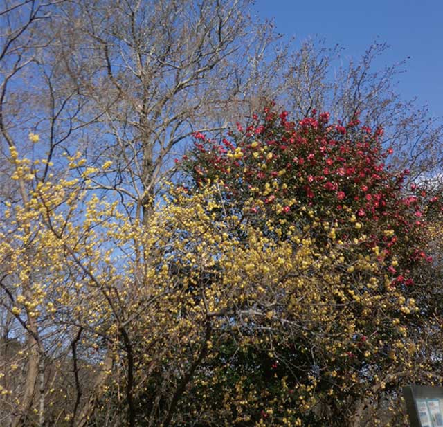 冬ボタンと縁起物植物写真