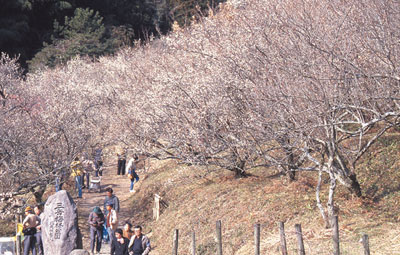 三岳梅林公園