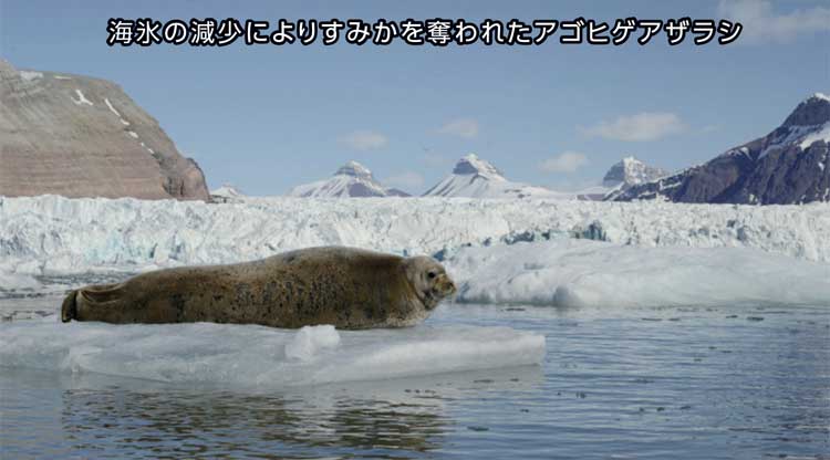 海氷の減少によりすみかを奪われたアゴヒゲアザラシ